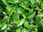 Green Tea(Leaf)